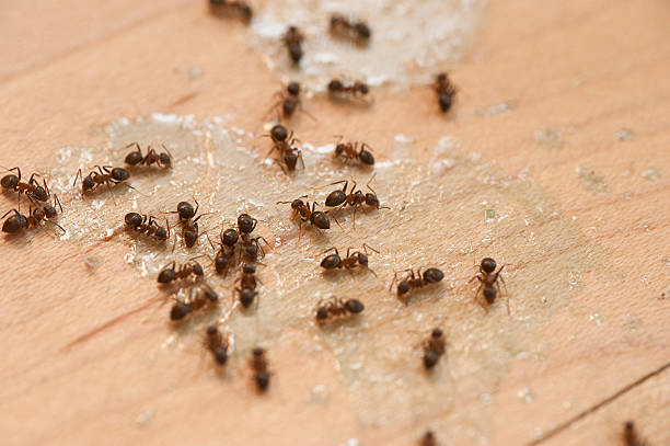 Best Affordable Pest Control Services  in Old Brookville, NY